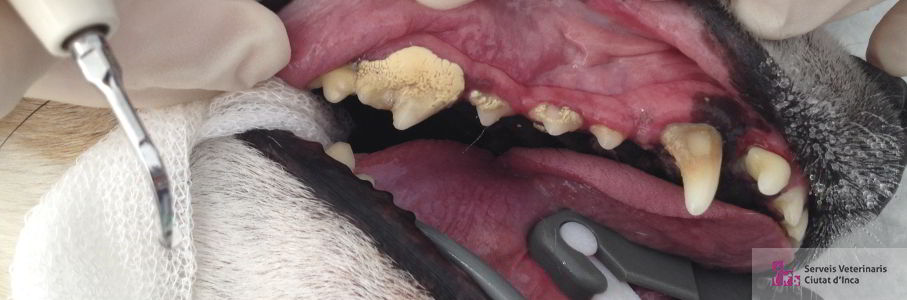 cabecera enfermedad periodontal 907x300